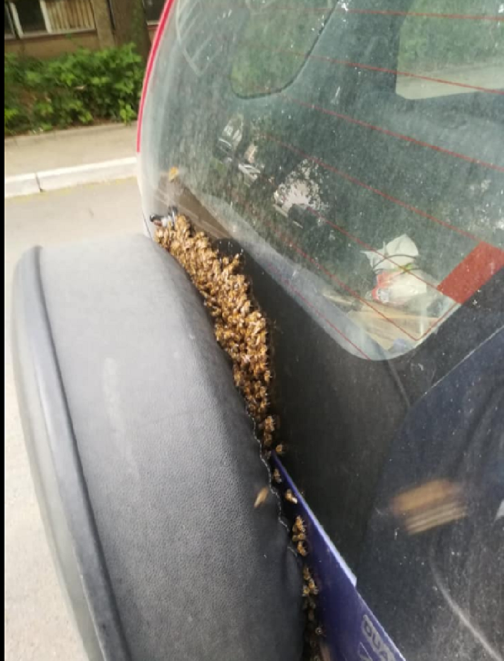 Počela akcija spasavanja urbanih beogradskih pčela