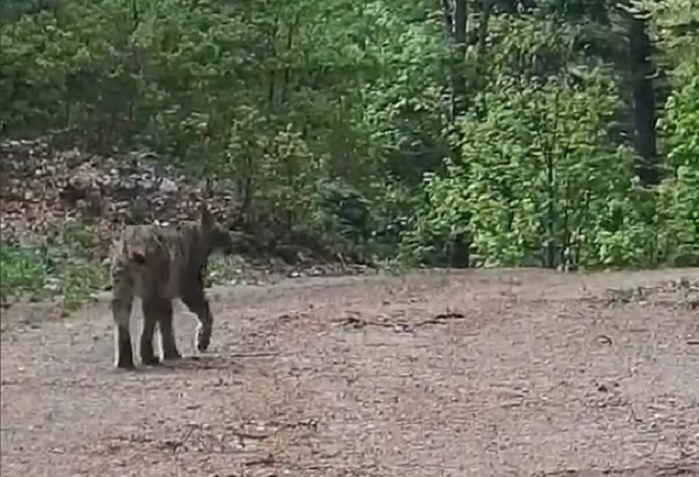 Marko je pokušavao da uhvati signal kada se pored njega prošetala životinja koja se retko viđa
