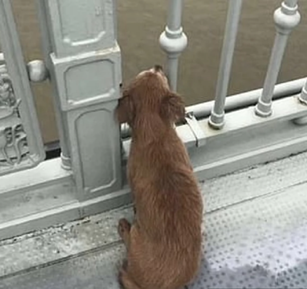 Pas vas stalno prati kada idete u kupatilo? Razlozi će vas raznežiti