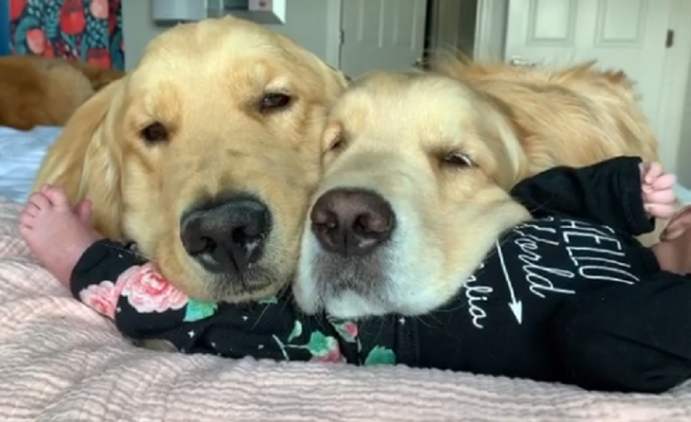 Klip koji će vas raznežiti - psi brižno čuvaju bebicu (VIDEO)