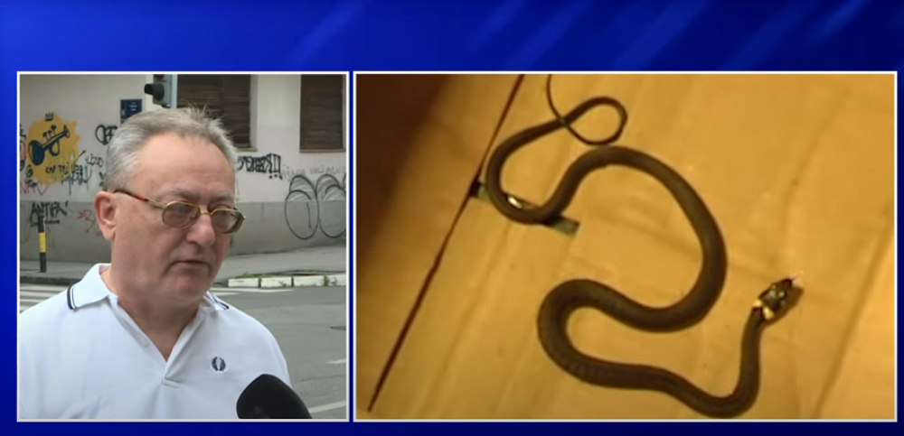 Najezda zmija u Beogradu! Jedna se uvukla u zgradu na Vračaru, stanari preplašeni