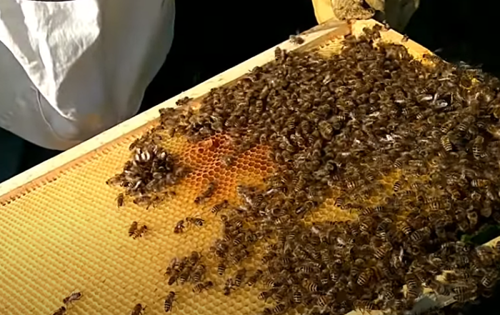 Dešifrovane zapanjujuće poruke koje pčela matica šalje desetinama hiljada radilica!