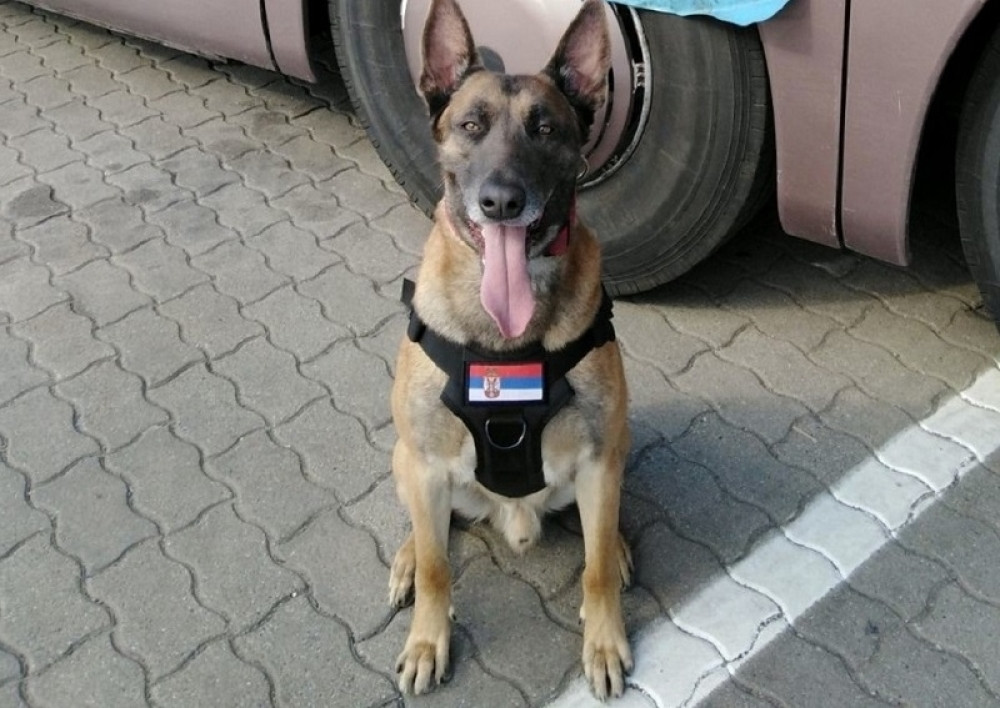 Čuveni pas Neron odveo carinike do zadnjeg dela kombija, a tamo... Dva tajna bunkera!