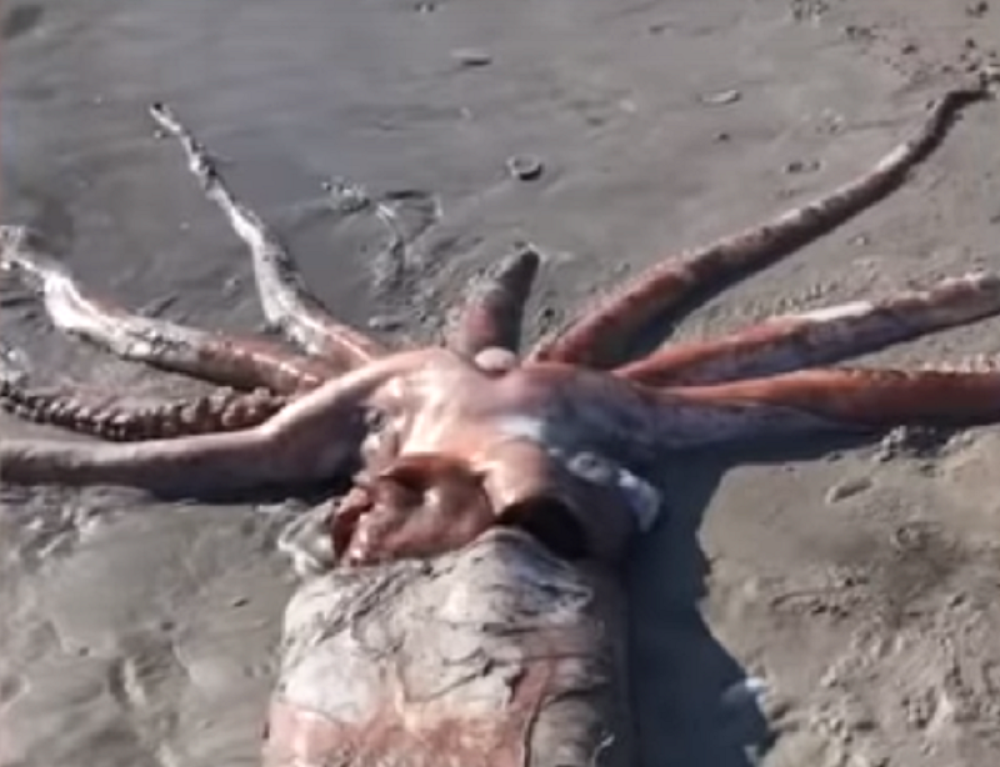 Gigantsko stvorenje od 330 kg se nasukalo na obalama Južne Afrike (VIDEO)