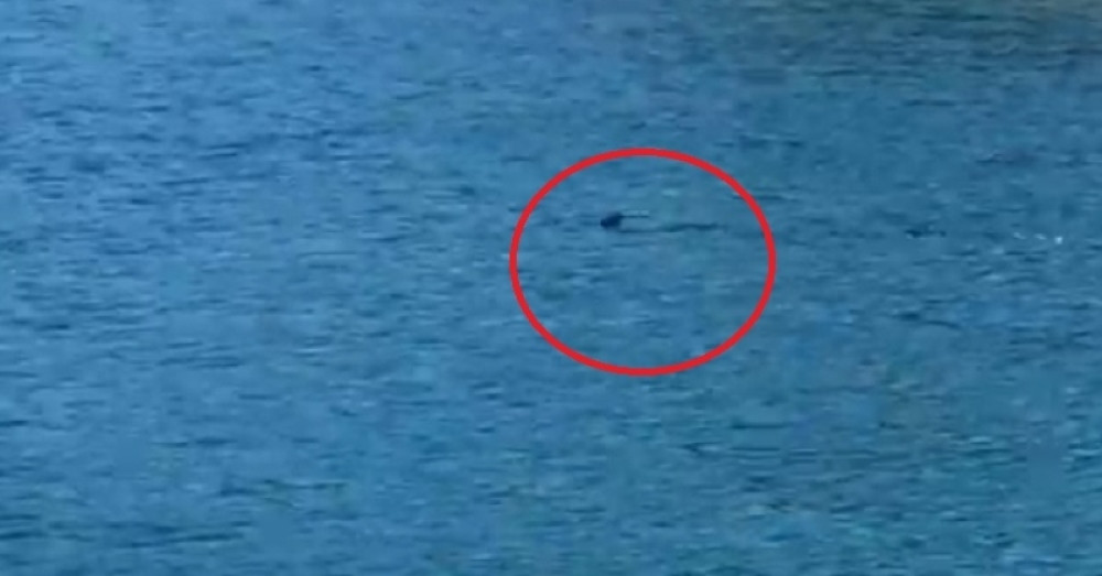 Leđno peraje morskog predatora se pojavilo tik uz plažu, kupači pretrnuli od straha! (VIDEO)