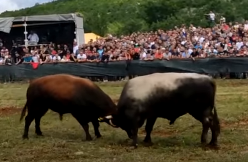Dva bika uletela u publiku na koridi (VIDEO)