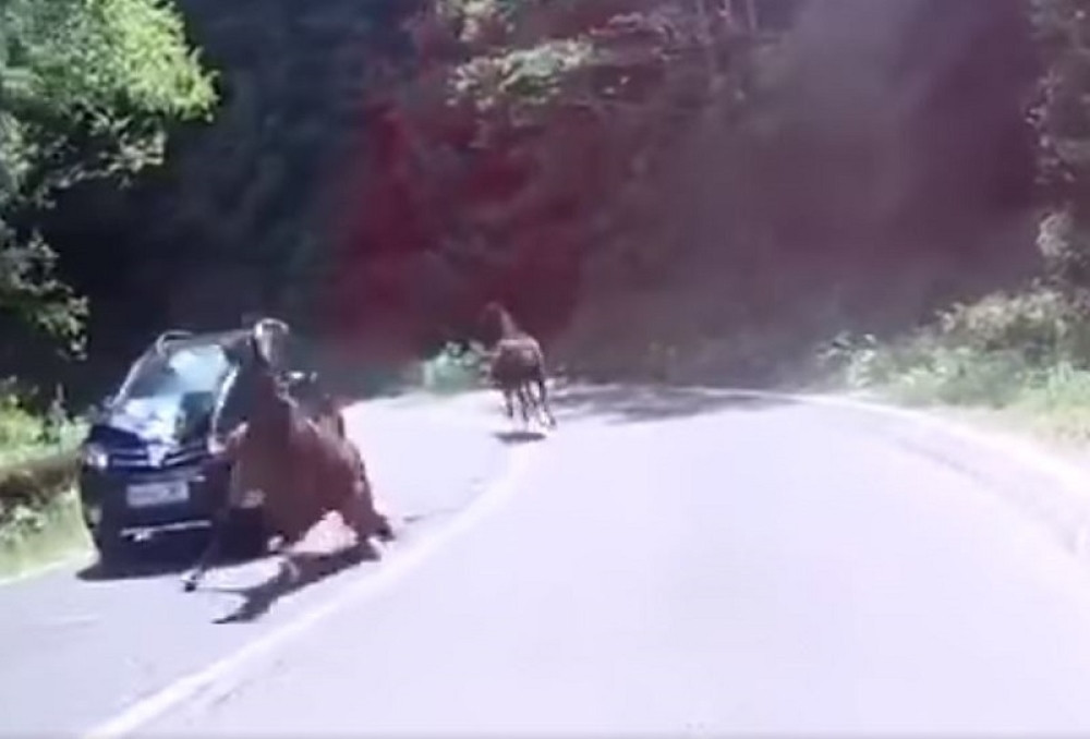 Dva konja izletela na magistralu, a onda je iza krivine naleteo automobil, prolomio se krik koji slama srca (UZNEMIRUJUĆI VIDEO)