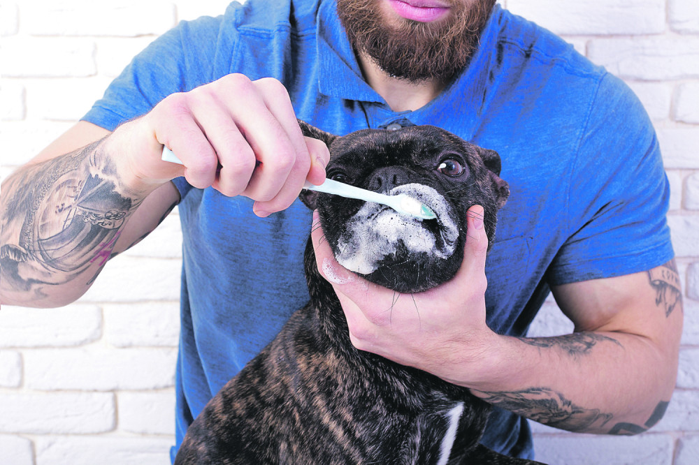 I psima je potreban zubar