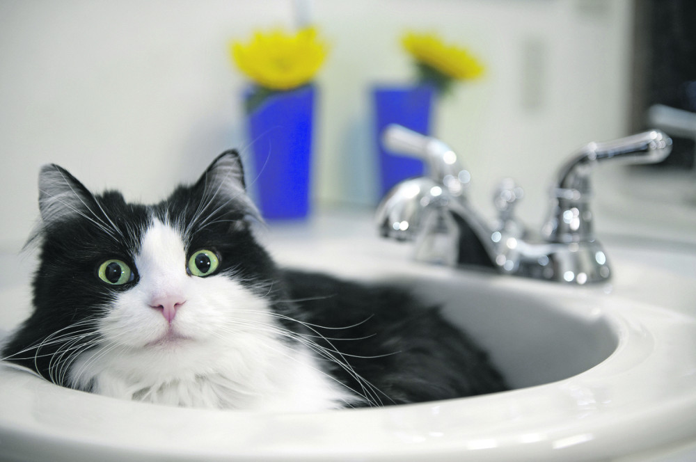 Lavabo, omiljeno mesto za dremku