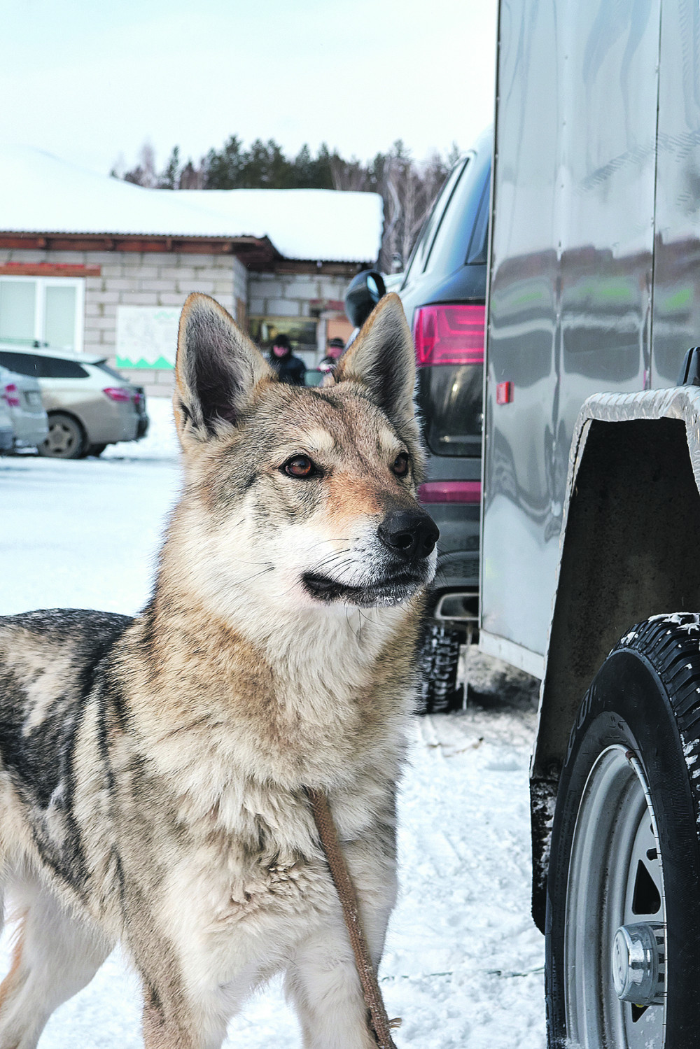 Zašto psi jure automobile?
