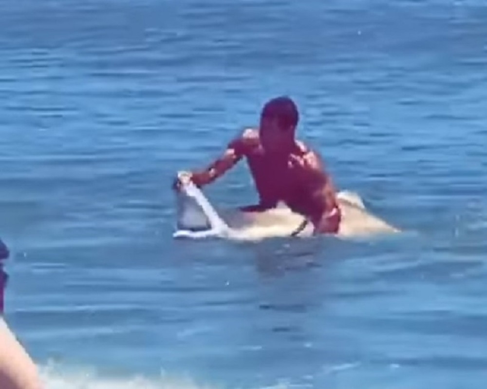 Zgrabio ajkulu i držao je za vilicu! (VIDEO)