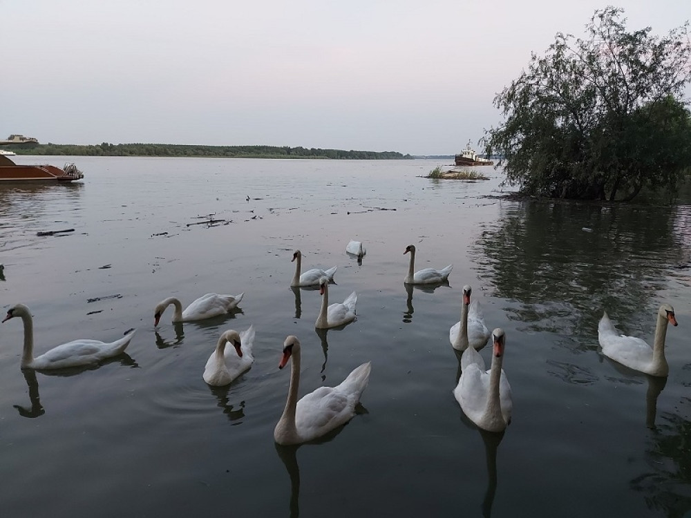 Neverni labudovi plove srpskim rekama, a zbog s*ksa se skrivaju u šiblju (FOTO/VIDEO)