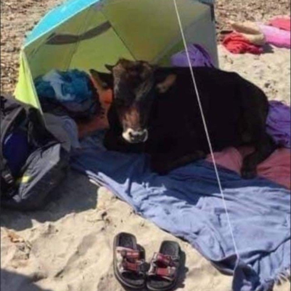 Krava ispod suncobrana, divlja svinja u plićaku... Ne, ovo nije basna, ovo je crnogorska realnost! (VIDEO)