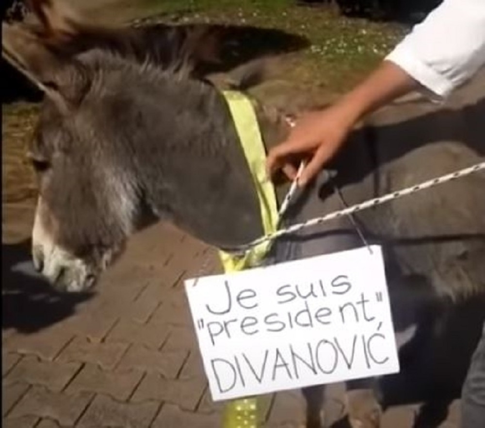 Haos u Budvi, magarca doveli ispred opštine, smeje se cela Crna Gora (VIDEO)