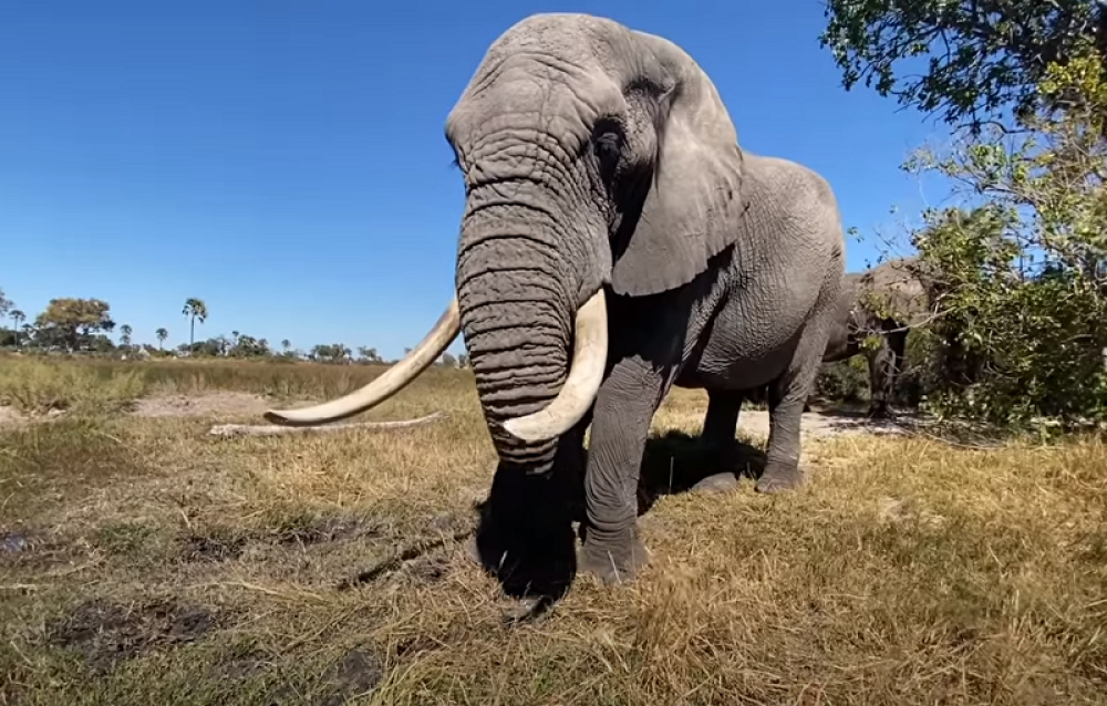 Vlasti Namibije doneli odluku o prodaji 170 slonova da bi sprečila sve češće sukobe