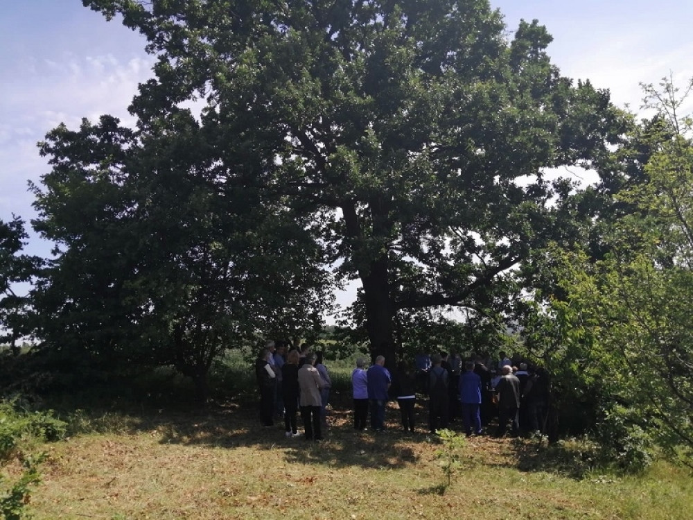 Hrast na međi - svetinja celog sela Đurđeva