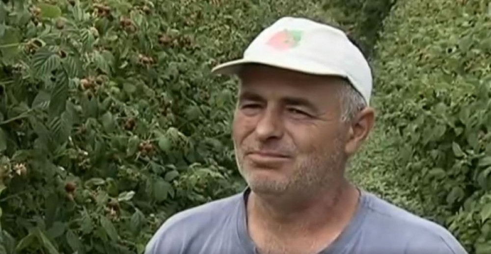 Organska malina iz Kuršumlije ima zagarantovan plasman po dobroj ceni