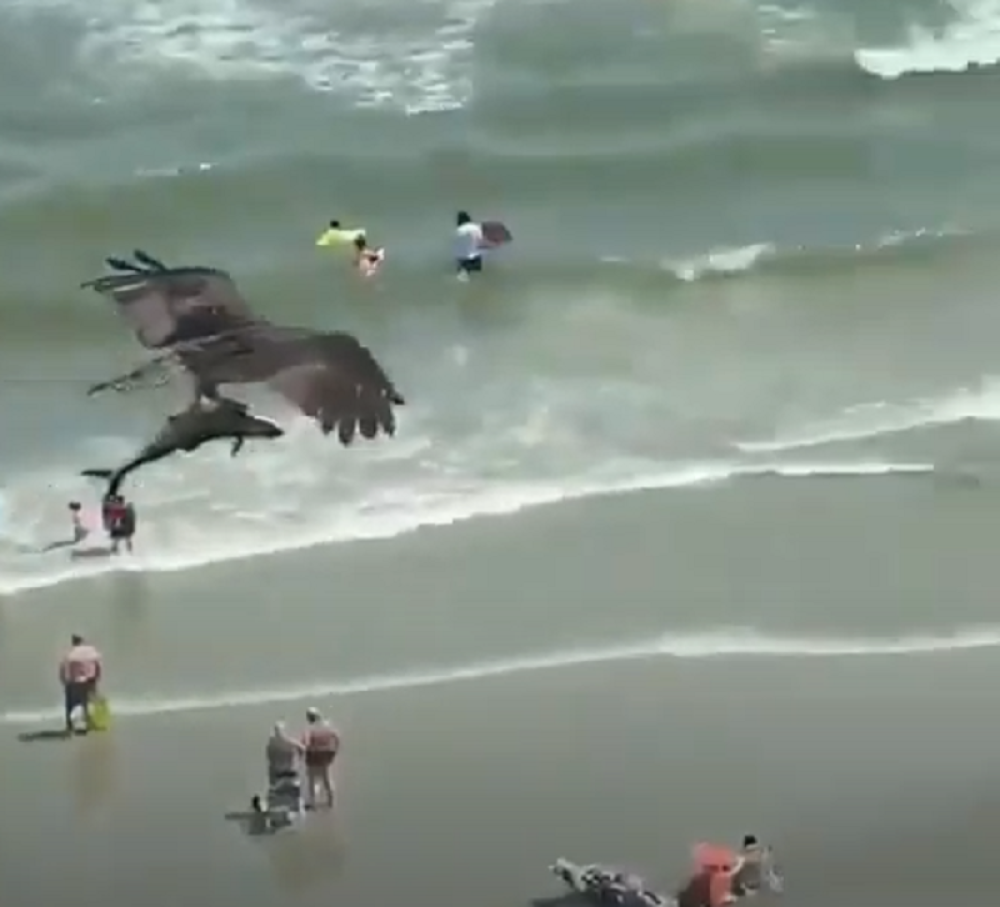 Ajkulu dugu dva metra orao poneo sa sobom