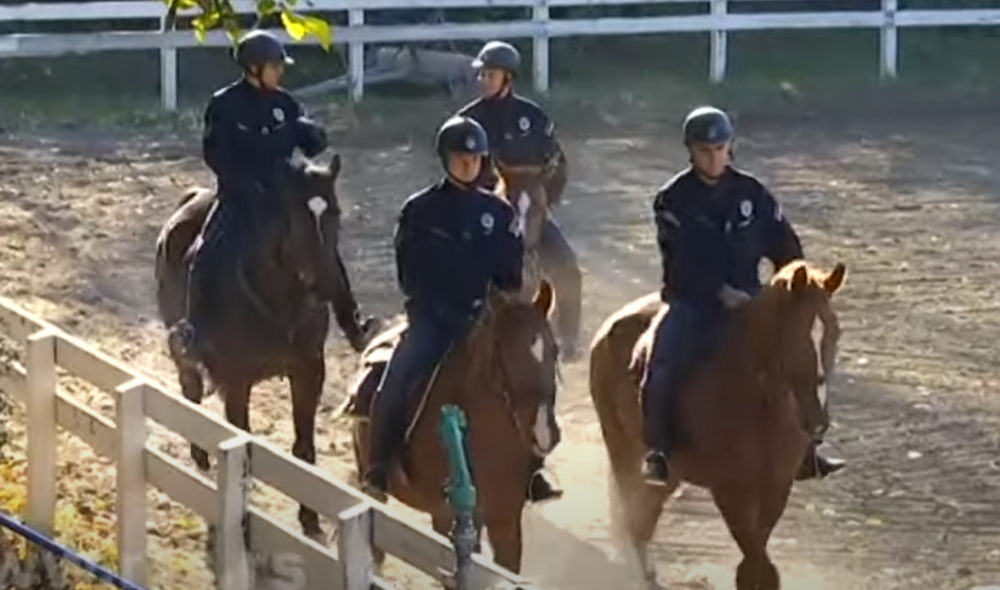 Srpska policija kupila devet konja od Austrije!