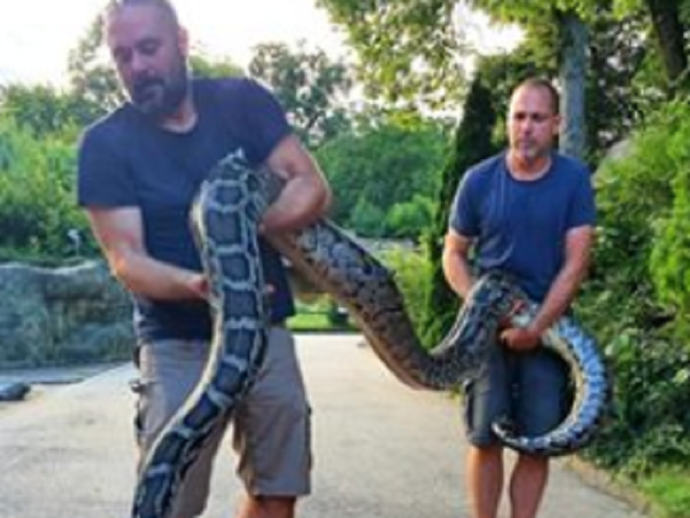 Momci iz azila bili šokirani, kako se izboriti sa ljubicem od pet i po metara? (FOTO)