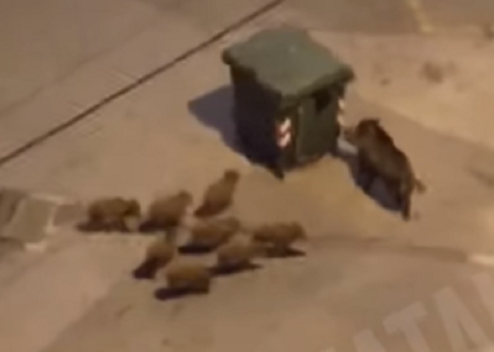 Majka se zaletela na kontejner, prasići za njom (VIDEO)