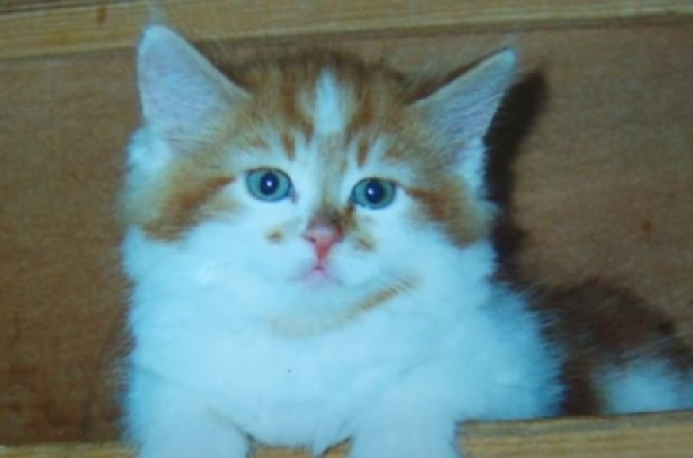 Uginula najstarija mačka na svetu stara 137 godina ( VIDEO)