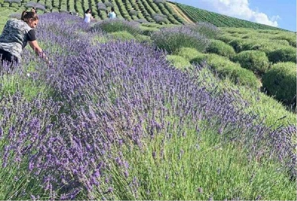 Jedno vojvođansko selo postalo hit za influensere