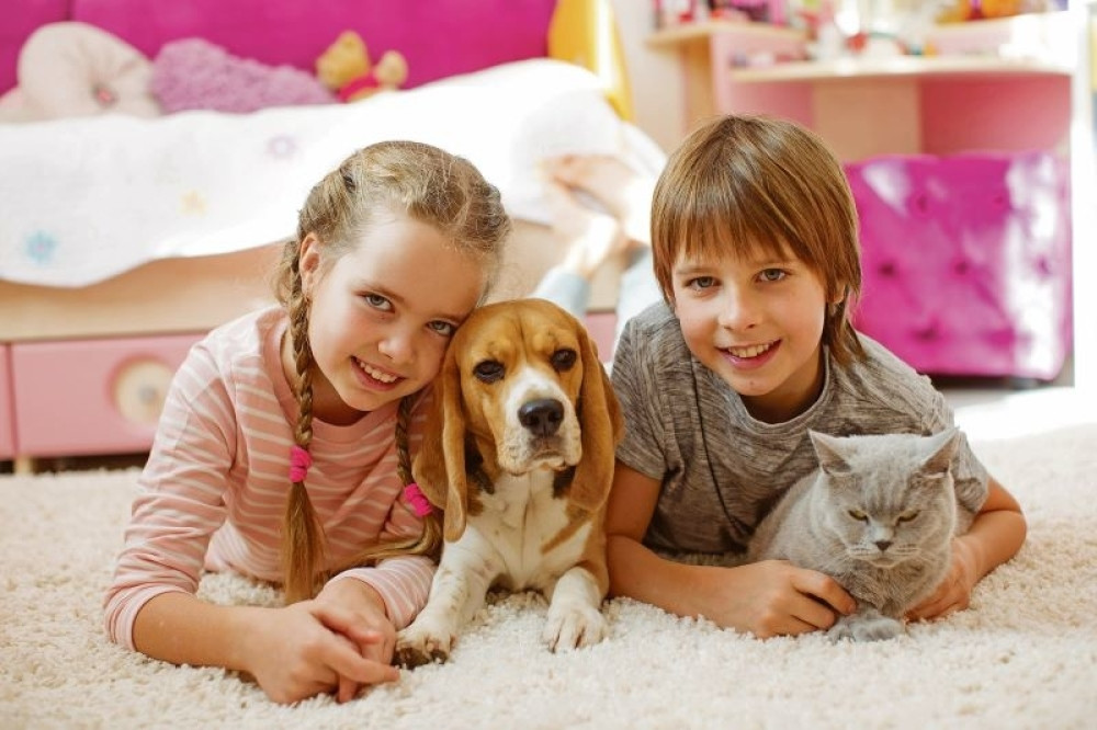 Kuca ili maca, pitanje je sad: Izaberite kućnog ljubimca po svojoj i meri vaših ukućana!