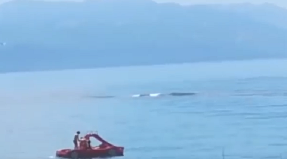 Kitovi haraju hrvatskim primorjem (VIDEO)