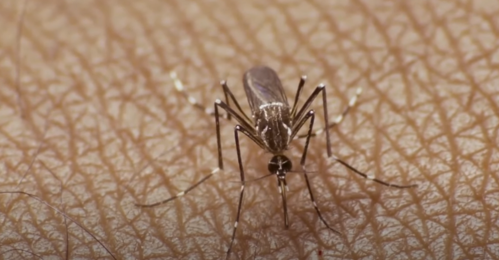 Postoji jedna stvar koja će vas 100 posto zaštititi od nasrtljivih letećih napasti!