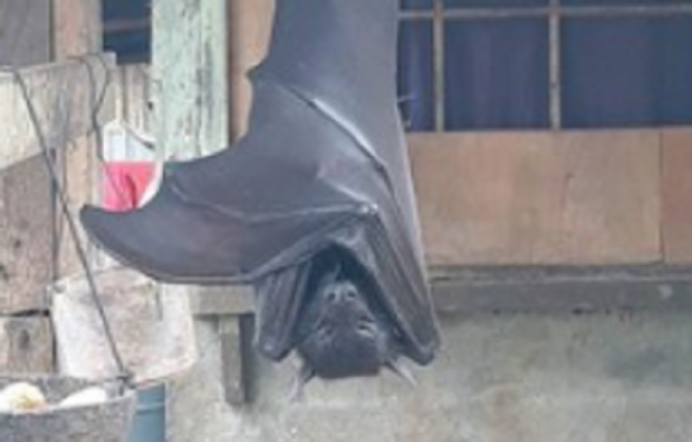 Uhvaćen slepi miš veličine čoveka (FOTO)