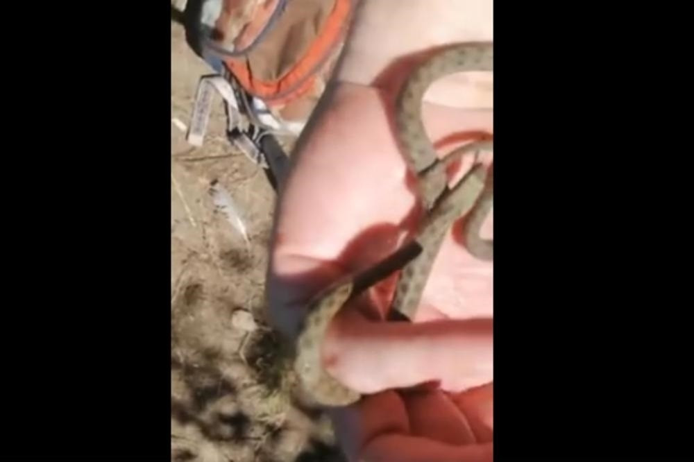 Beograđanin našao zmiju, a onda iz Prirodnjačkog muzeja dobio odgovor kakav nije očekivao