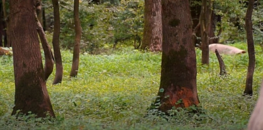 Ubili ih pa nabili na kolac