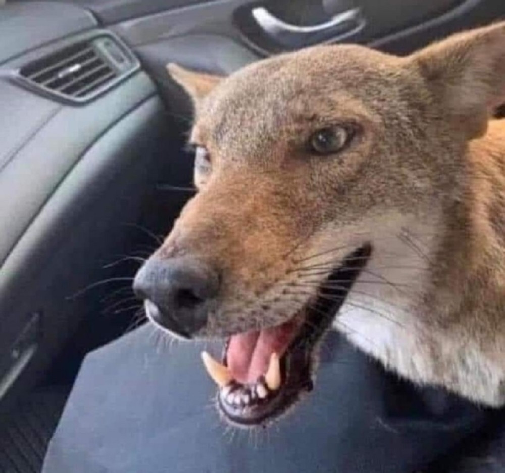 Žena udomila psa za kog se ispostavilo da je lisica: Pronašla sam ga kako jede mrtvog zeca, malo je prgav i ljut... (FOTO)