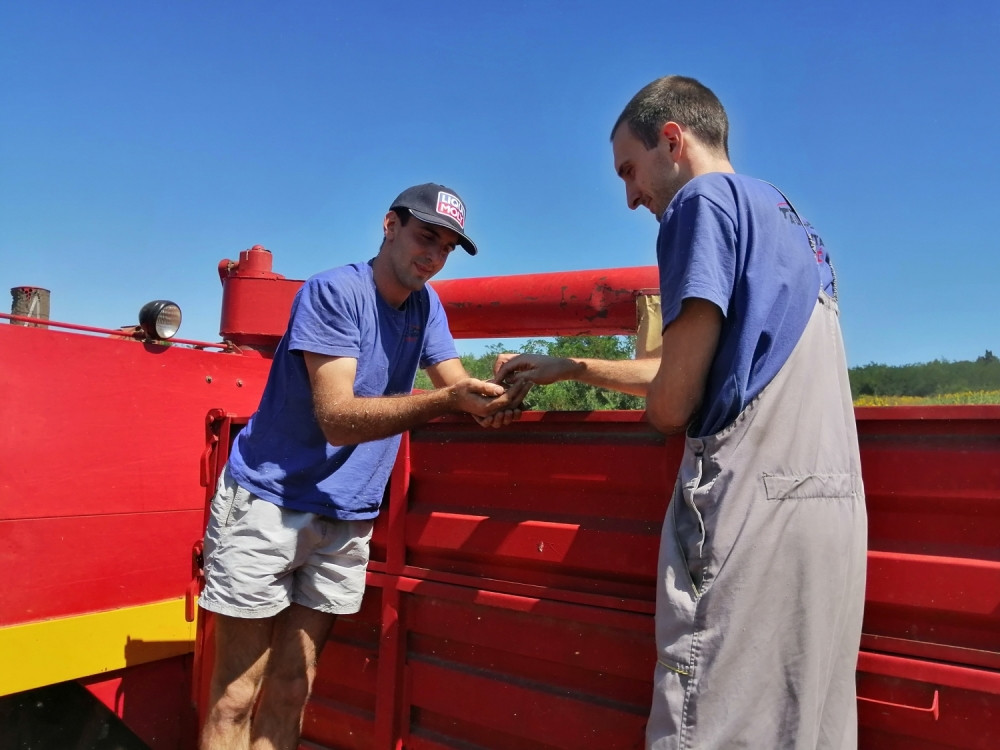 Žetva žita za koronu ne pita