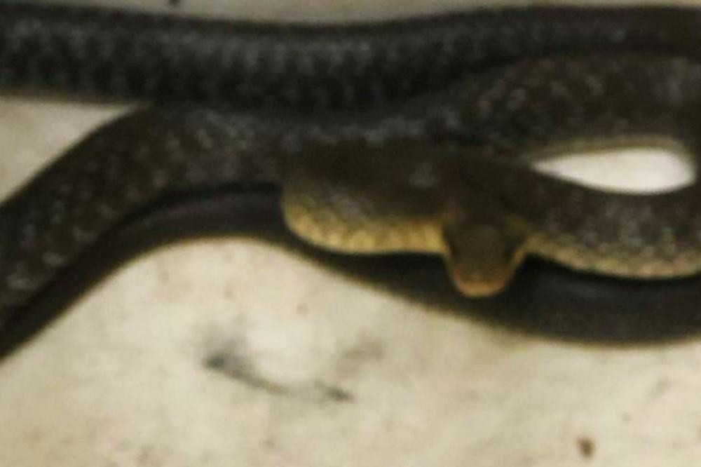 Porodica ostala u šoku, jedva su je izvukli (VIDEO)