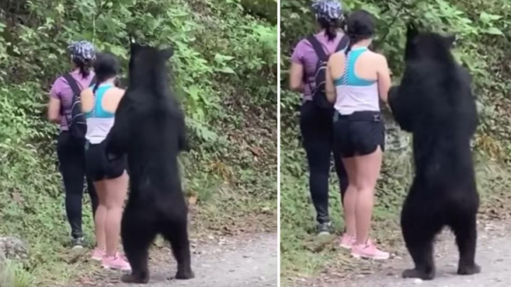 Medved joj se prišunjao, stao na zadnje noge i pozirao za selfi, a onda je počeo da je grize! (VIDEO)