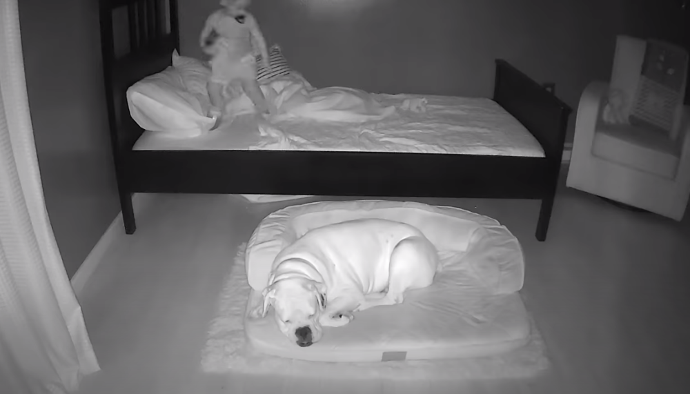 Dečak (2) se svake večeri iskrade iz svog kreveta, roditelje je razlog raspametio (VIDEO)