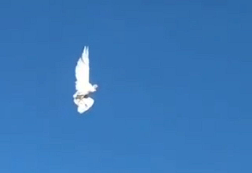 Pronađena poruka goluba pismonoše iz Prvog svetskog rata!