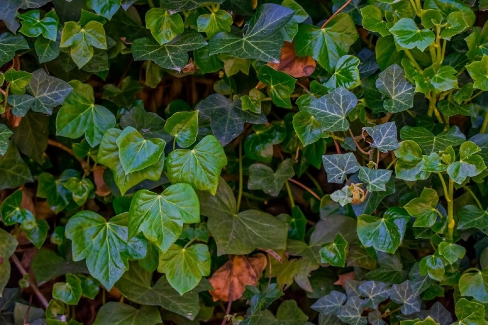 Smanjuje otoke, leči pluća, sprečava karcinom i eliminiše viruse i bakterije: Ova bilja je dragocena