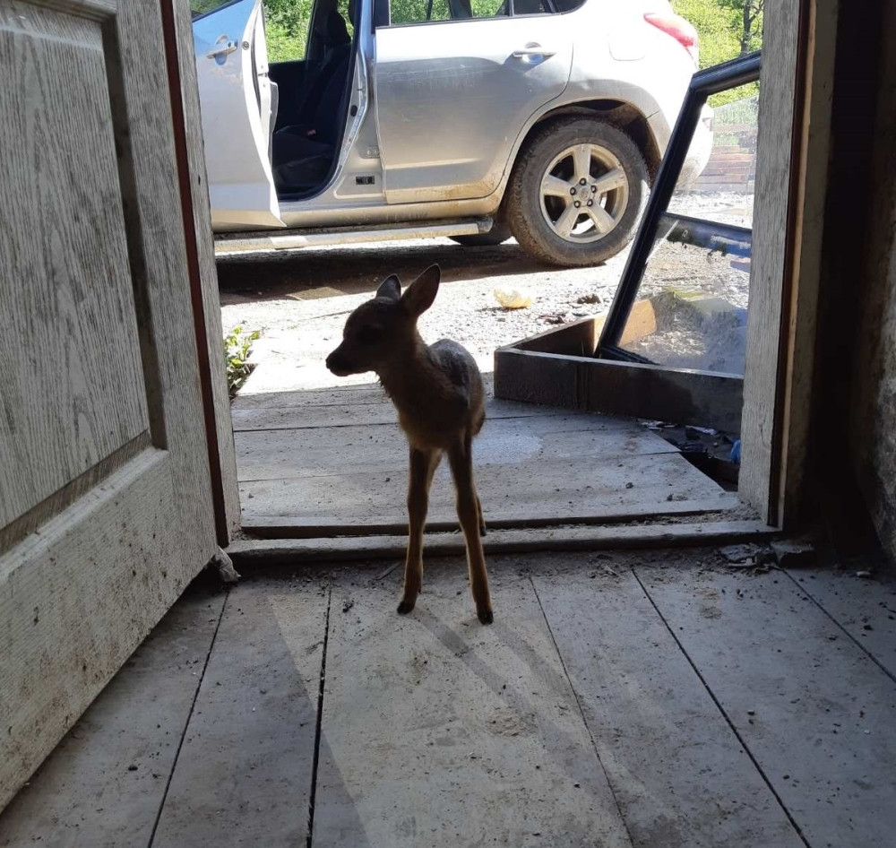 "Hranimo ga mlekom iz flašice, kao bebu"
