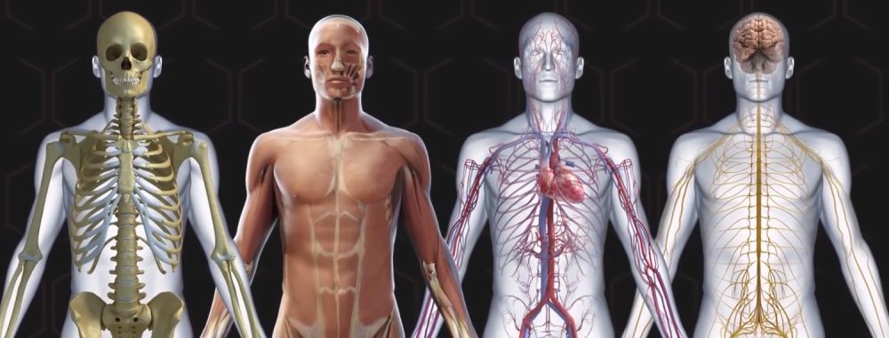 Kako su delovi tela dobili svoja imena?!