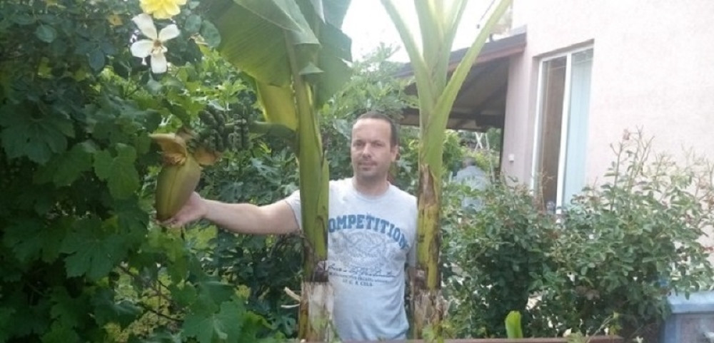 U ovom srpskom mestu rastu banane i limun