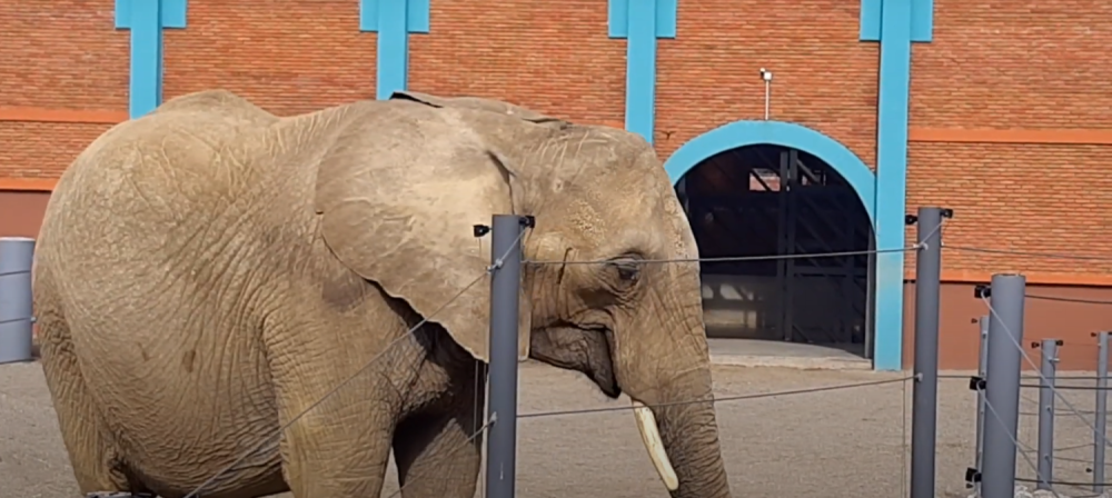 Dve slonice se potukle, posetioci odmah evakuisani