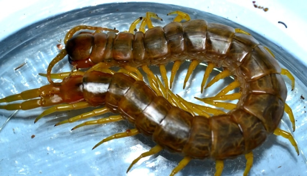 Zašto ne treba da ubijate gadnu kućnu stonogu?