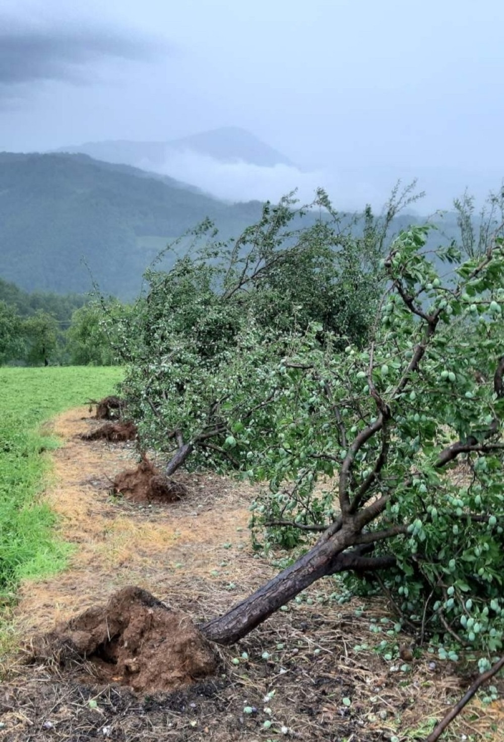 Oluja u Ivanjici kidala stabla i uništila useve, meštani kažu da je ovo predznak nečeg mnogo goreg