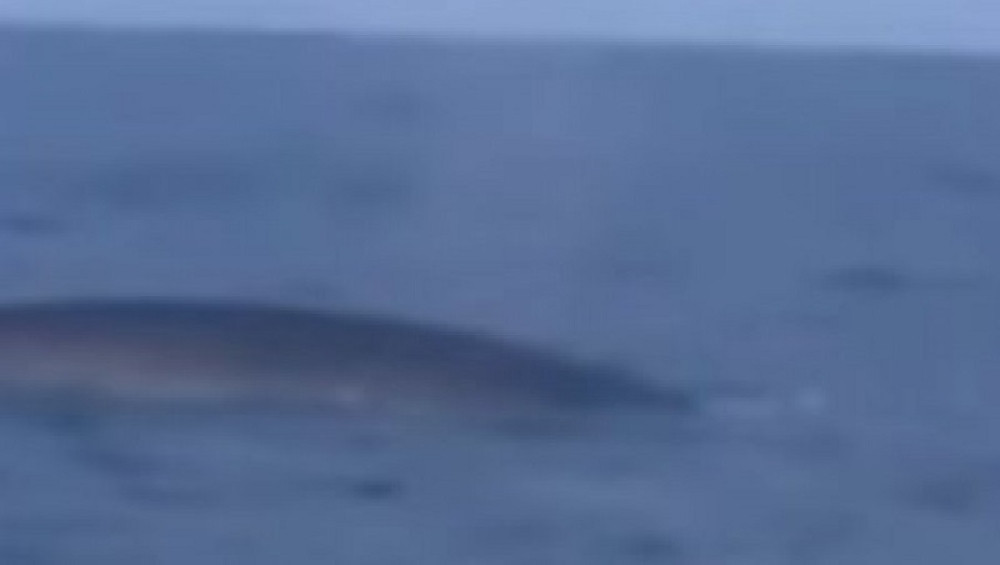 Posada broda snimila fantastičan prizor (VIDEO)