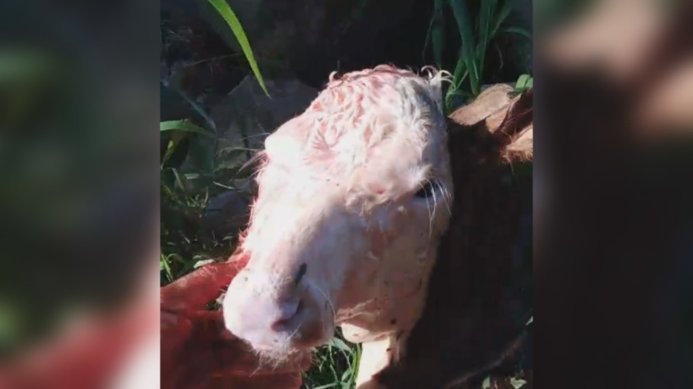 Veterinar Miloš ušao u štalu, a onda se situacija zakomplikovala: Krava otelila tele sa dve glave (FOTO)