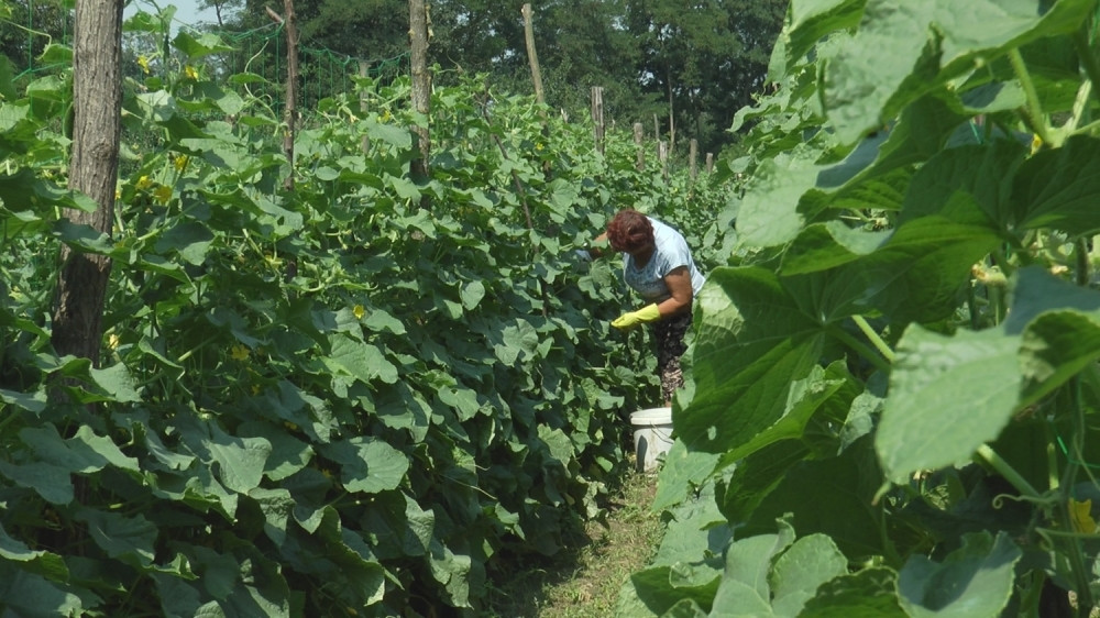 Zasadite ovu biljku i zaradite nekoliko hiljada evra za tri meseca