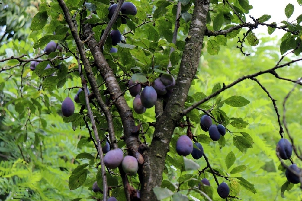 Donosimo vam neke od osnovnih smernica kako biste uspešno ispekli dobru "domaću"